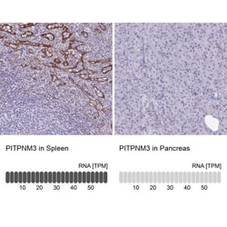 PITPNM3 Antibody, Novus Biologicals 25 &mu;L, Unlabeled:Antibodies, Polyclonal